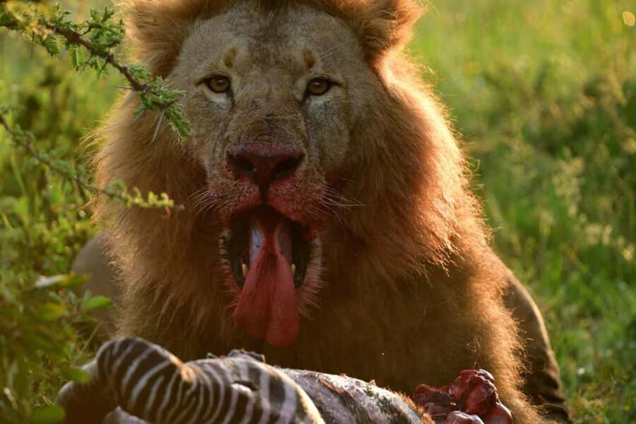 3 Days Maasai Mara Group Safari using a 4x4 Landcruiser - FAQ