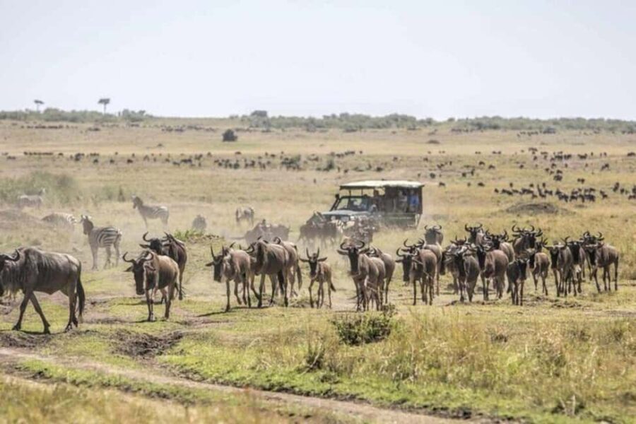 3 Days Maasai Mara Guided Safari from Nairobi - The Itinerary Breakdown: What to Expect