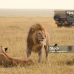 3 DAYS MAASAI MARA PRIVATE BUDGET SAFARI EXPERIENCE - Exploring the Maasai Mara in 3 Days