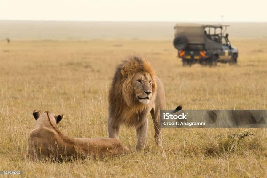 3 DAYS MAASAI MARA PRIVATE BUDGET SAFARI EXPERIENCE - Exploring the Maasai Mara in 3 Days