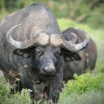 3 Days Maasai Mara Private Safari from Nairobi - Why This Tour Offers Great Value