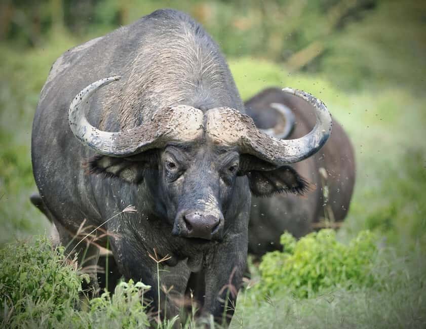 3 Days Maasai Mara Private Safari from Nairobi - Why This Tour Offers Great Value