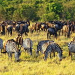 3 Days Masai Mara Daily Group Safari (Park fees excluded) - FAQ