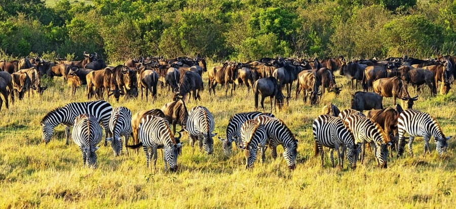 3 Days Masai Mara Daily Group Safari (Park fees excluded) - FAQ