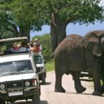 3 Days Masai Mara Gamedrive Safari on 4x4 Landcruiser Jeep - Cost and Value: What’s Included and What’s Not
