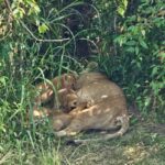 3 days masai mara safari - What Makes This Safari Stand Out?