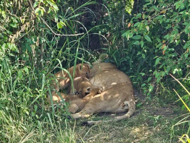 3 days masai mara safari - What Makes This Safari Stand Out?