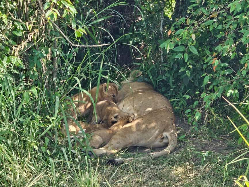 3 days masai mara safari - What Makes This Safari Stand Out?