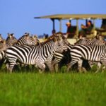 3 Days Migration Trip in Serengeti and Ngorongoro - What to Expect from This 3-Day Safari