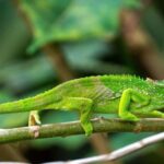 3 Days Mikumi National Park & Udzungwa Mountains NP - Exploring the 3-Day Tanzania Adventure