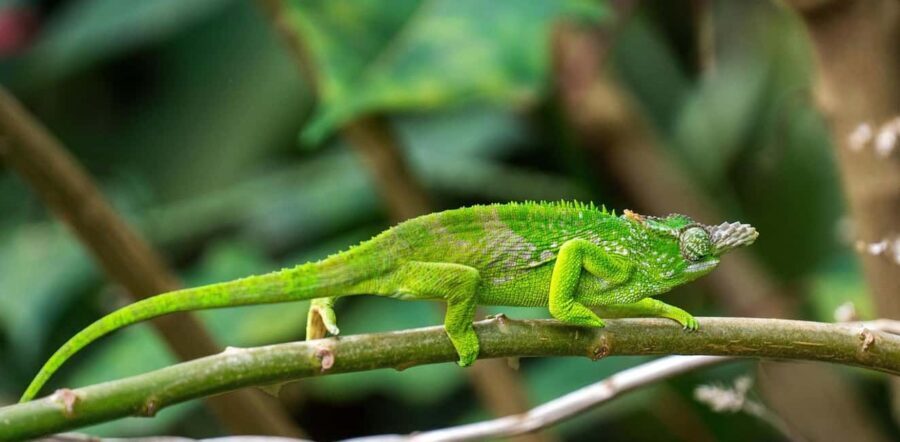 3 Days Mikumi National Park & Udzungwa Mountains NP - Exploring the 3-Day Tanzania Adventure