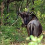 3 Days Mikumi Wildlife safari & Cultural Tour From Zanzibar - Who Should Consider This Tour?