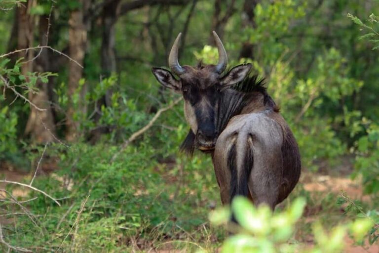3 Days Mikumi Wildlife safari & Cultural Tour From Zanzibar - Who Should Consider This Tour?