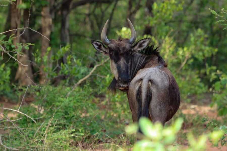 3 Days Mikumi Wildlife safari & Cultural Tour From Zanzibar - Who Should Consider This Tour?