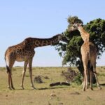 3 days Murchison Falls National Park Uganda - Key Points
