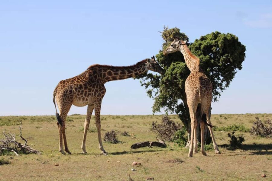 3 days Murchison Falls National Park Uganda - Key Points