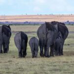 3 Days Nairobi to Amboseli to Tsavo east to Mombasa Safari. - What’s Included & What to Keep in Mind
