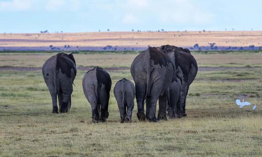 3 Days Nairobi to Amboseli to Tsavo east to Mombasa Safari. - What’s Included & What to Keep in Mind