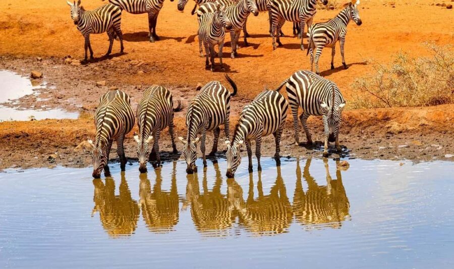 3 Days Nairobi to Amboseli to Tsavo East to Mombasa Safari - What’s Included and What to Keep in Mind