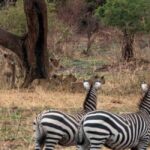 3 Days Nyerere National Park - What the Tour Includes and Why It Matters