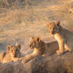 3 Days Nyerere National Park Safari (Selous Game Reserve) - What’s Included and Why It Matters