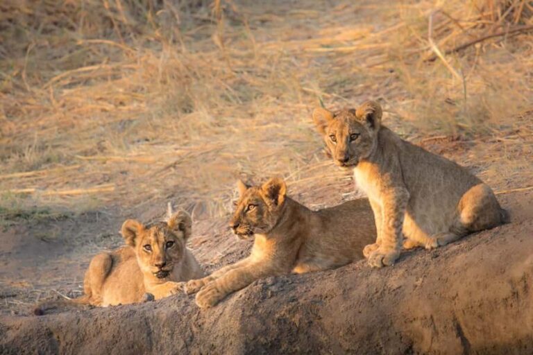3 Days Nyerere National Park Safari (Selous Game Reserve) - What’s Included and Why It Matters