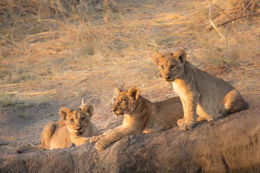 3 Days Nyerere National Park Safari (Selous Game Reserve) - What’s Included and Why It Matters