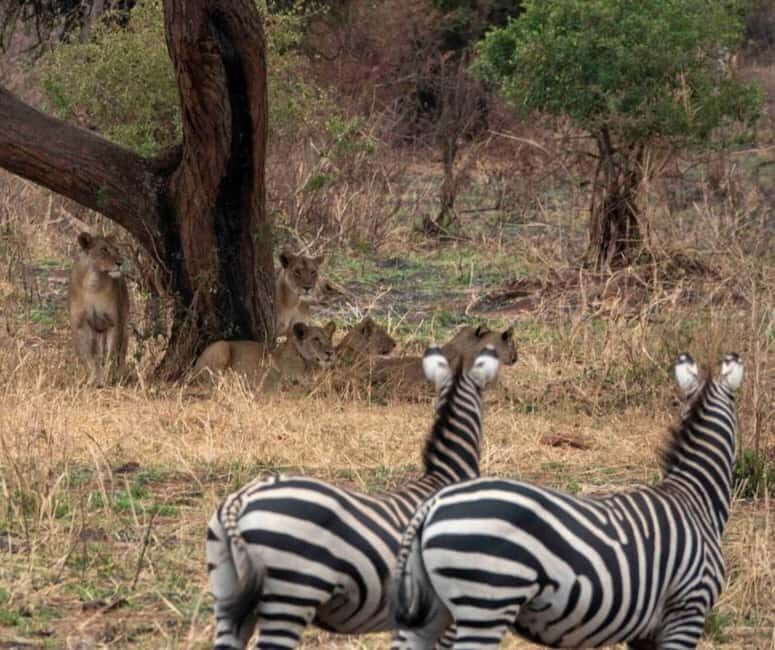 3 Days Nyerere National Park - What the Tour Includes and Why It Matters