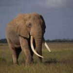 3 Days of Wildlife Wonder in Amboseli National Park - Day 2: Full Day of Wildlife and Mount Kilimanjaro Views