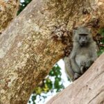 3 Days private Safari Tarangire Manyara & Ngorongoro Crater - Practical Tips and Considerations