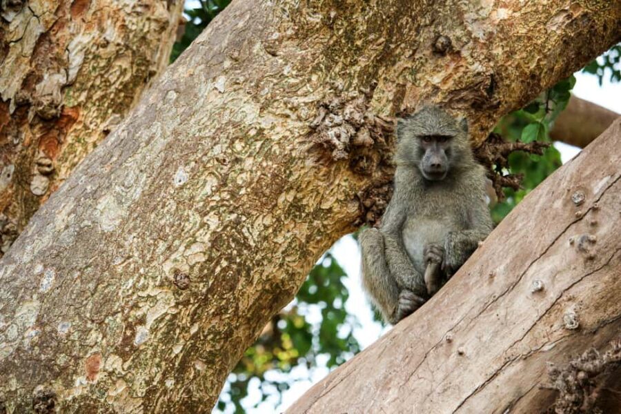 3 Days private Safari Tarangire Manyara & Ngorongoro Crater - Practical Tips and Considerations