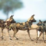 3 DAYS PRIVATE SAFARI TO MIKUMI NATIONAL PARK FROM ZANZIBAR - Detailed Breakdown of the Itinerary
