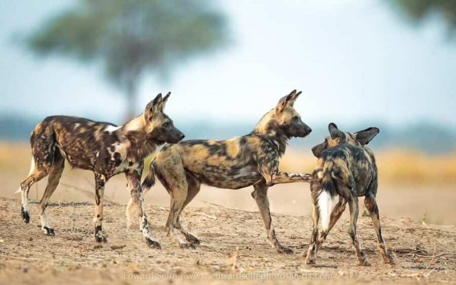 3 DAYS PRIVATE SAFARI TO MIKUMI NATIONAL PARK FROM ZANZIBAR - Detailed Breakdown of the Itinerary