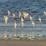3 Days Safari Adventure Explore the Wild Heart of Africa - An Honest Look at the 3-Day Safari Adventure in Tanzania