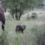 3-Days safari adventure to Mikumi N. Park from Dar-es-Salaam - Why Choose this 3-Day Mikumi Safari?
