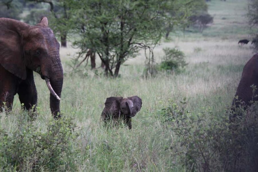 3-Days safari adventure to Mikumi N. Park from Dar-es-Salaam - Why Choose this 3-Day Mikumi Safari?