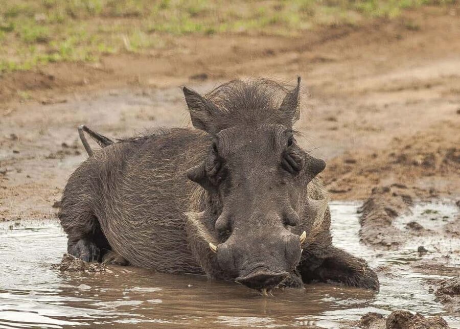 3-days safari from Dar-es-Salaam to Mikumi National Park - What’s Included and What You Should Consider