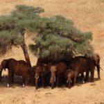 3 DAYS SAFARI TO TSAVO EAST AND WEST NATIONAL PARK - Day-by-Day Breakdown: What to Expect