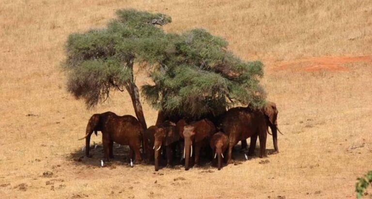 3 DAYS SAFARI TO TSAVO EAST AND WEST NATIONAL PARK - Day-by-Day Breakdown: What to Expect