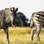 3 Days Selous/Nyerere NP : Game Drive, Boat & Walking Safari - Inside the 3-Day Selous/Nyerere Safari Experience