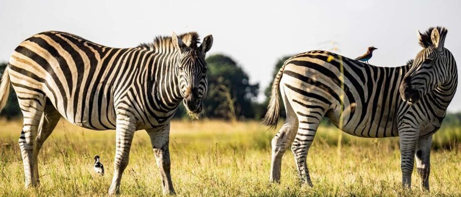 3 Days Selous/Nyerere NP : Game Drive, Boat & Walking Safari - Inside the 3-Day Selous/Nyerere Safari Experience