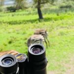 3 Days Serengeti Ngorongoro Group Joining Safari - Authentic Travel Experience and Review Insights