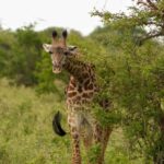 3 Days Serengeti & Ngorongoro Group Mid-range Safari - Day 1: From Arusha to Serengeti National Park