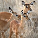 3-Days to Mikumi Park & Chizua waterfalls from Dar-es-Salaam - An In-Depth Look at the 3-Day Mikumi & Chizua Waterfalls Tour