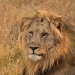 3 DAYS TSAVO EAST- AMBOSELI PARKS FROM MOMBASA/DIANI - Practical Tips for Your Safari Experience