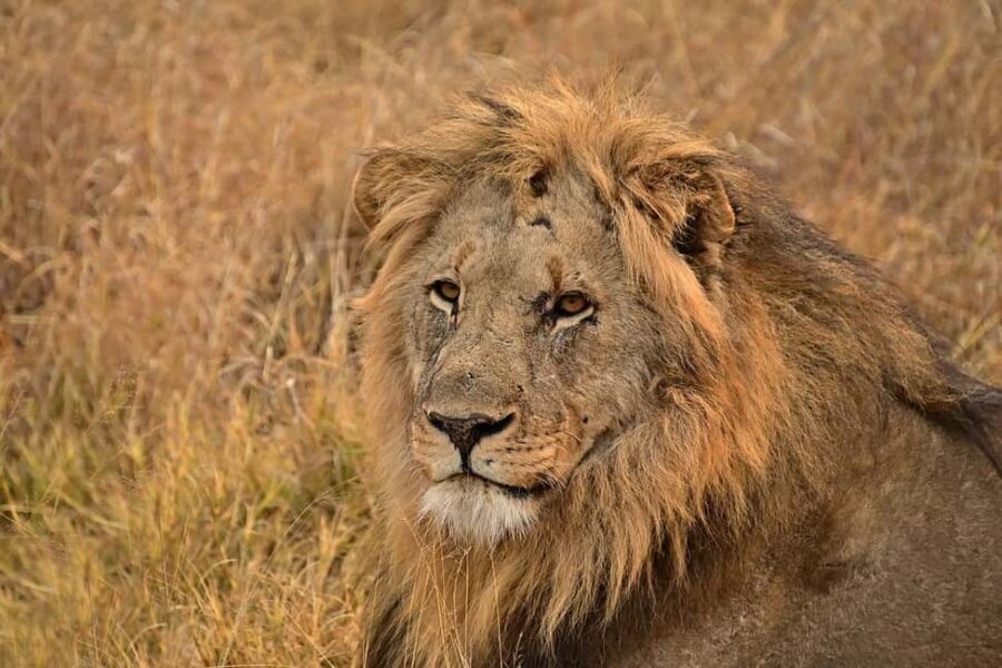 3 DAYS TSAVO EAST- AMBOSELI PARKS FROM MOMBASA/DIANI - Practical Tips for Your Safari Experience