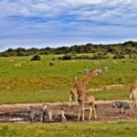 3 days Tsavo East and Saltlick safari from Diani/Mombasa - What the Tour Includes and Excludes