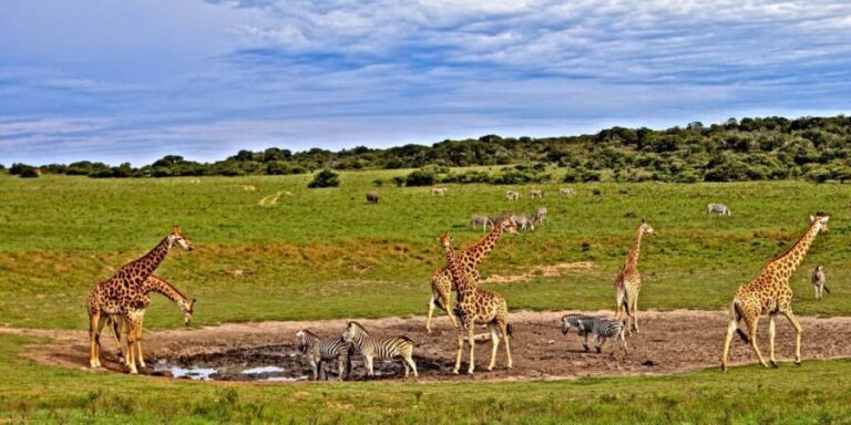3 days Tsavo East and Saltlick safari from Diani/Mombasa - What the Tour Includes and Excludes