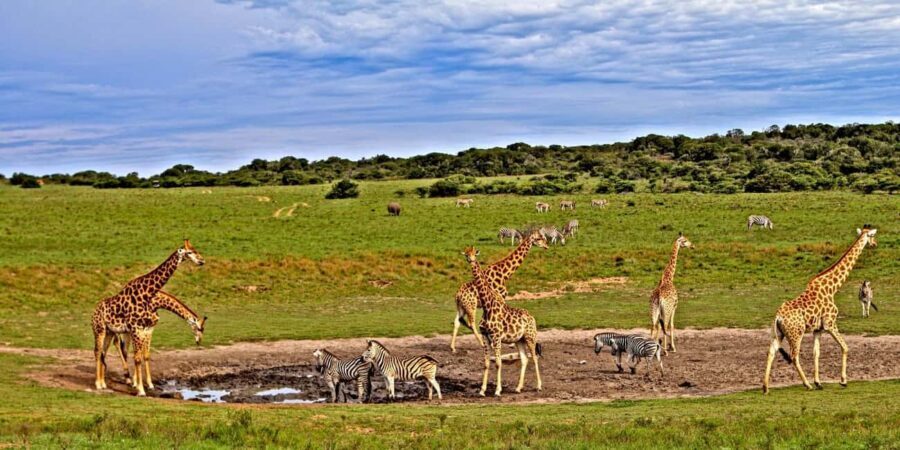 3 days Tsavo East and Saltlick safari from Diani/Mombasa - What the Tour Includes and Excludes