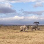 3 days Tsavo East & Tsavo West Safari from Diani/Mombasa - The Value of This Tour